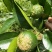 沪联植保47%春雷·王铜柑橘树溃疡病杀菌剂