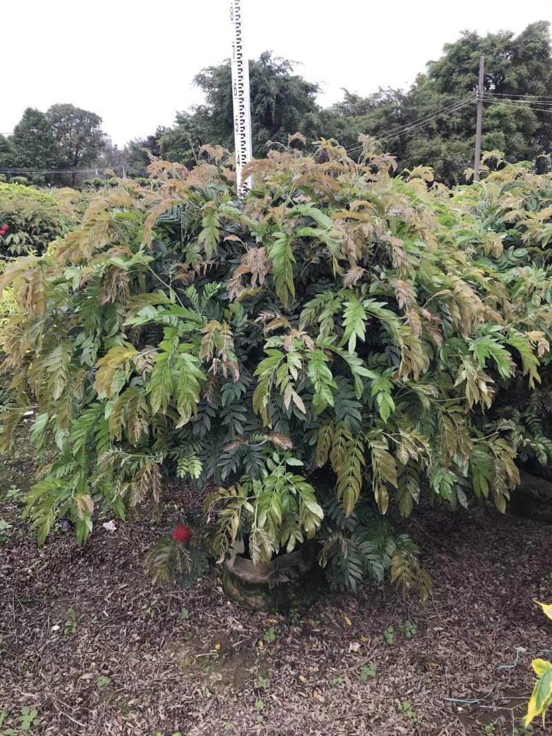 红绒球，规格齐全，量大从优，欢迎来电咨询，