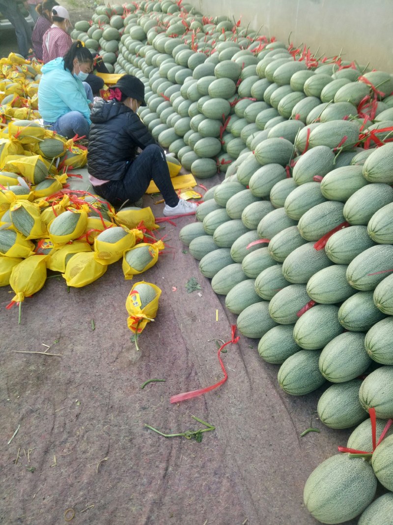 A山东潍坊精品哈密瓜一手货大量上市有量转供超市，大型市场