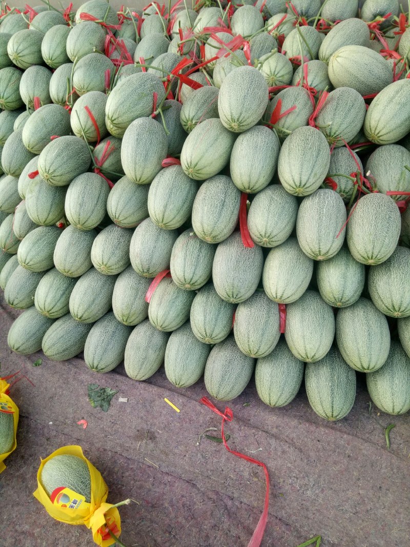A山东潍坊精品哈密瓜一手货大量上市有量转供超市，大型市场
