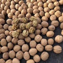 新疆阿克苏185纸皮核桃产地直销物美价廉量大从