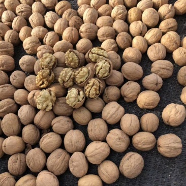 新疆阿克苏185纸皮核桃产地直销物美价廉量大从