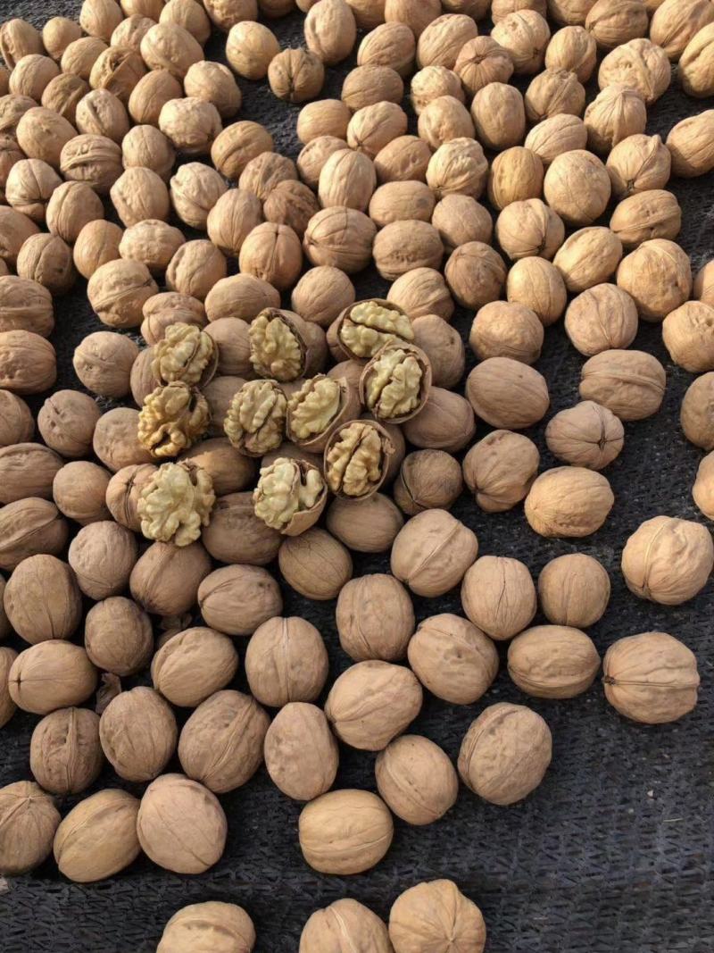 新疆阿克苏185纸皮核桃产地直销物美价廉量大从
