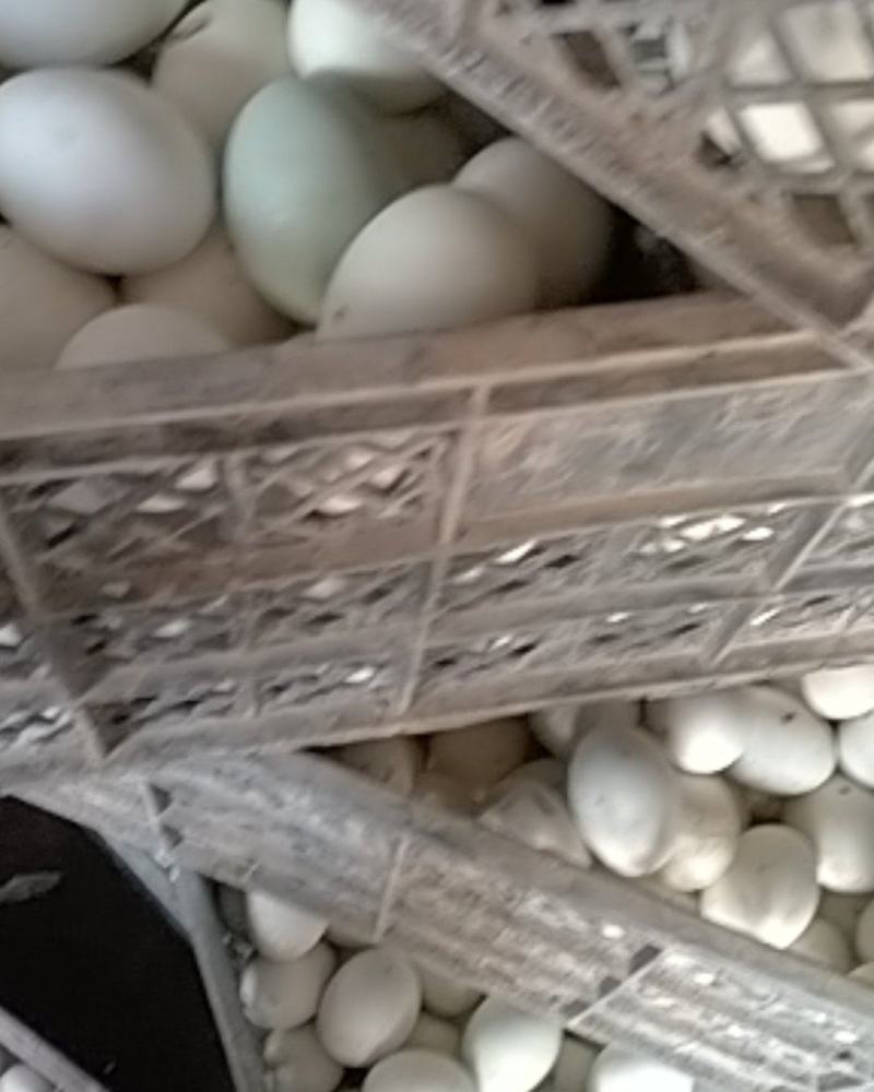 大鹅蛋熟制大量出售量大包运输