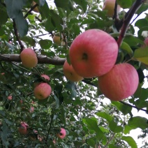 我们小山村的红富士苹果