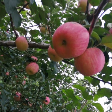 我们小山村的红富士苹果