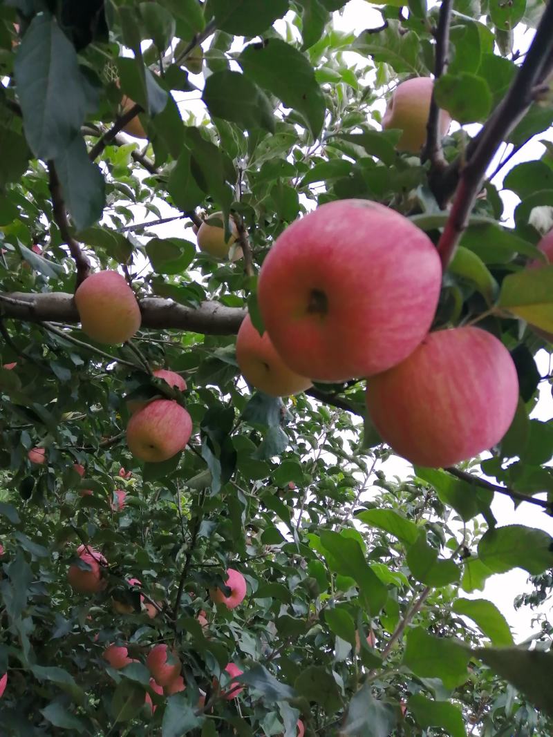 我们小山村的红富士苹果