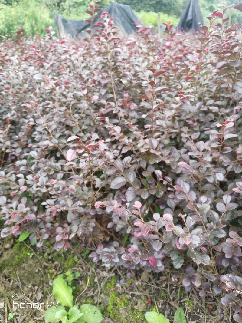 红花继木色块苗苗子粗壮品质优良价格实惠