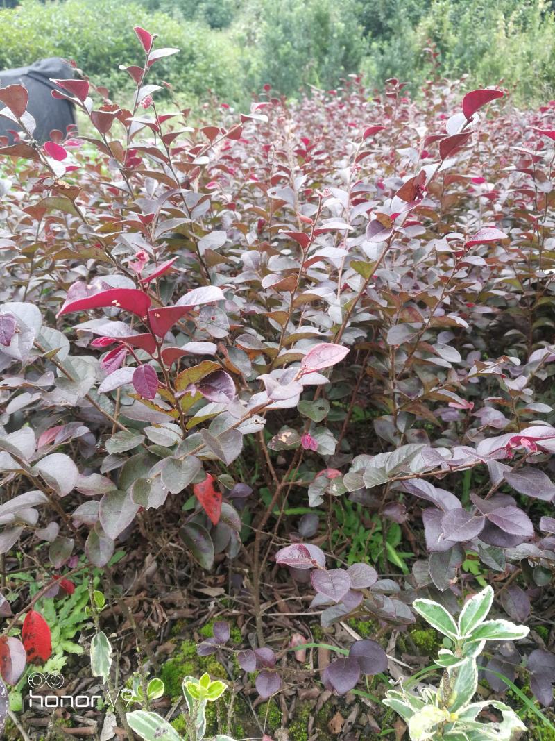 红花继木色块苗苗子粗壮品质优良价格实惠