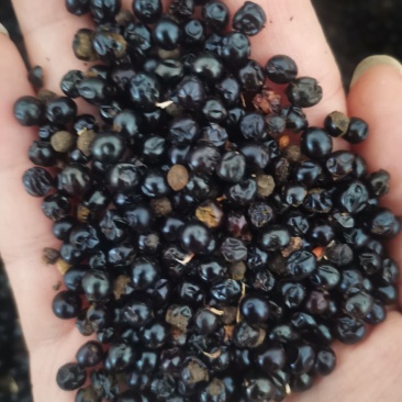 射干种子优选货提供种植技术保证芽率一件代发