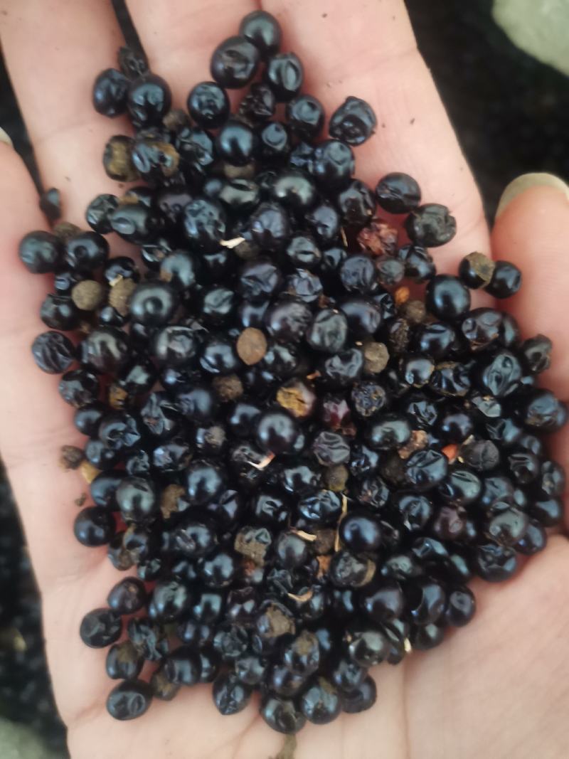 射干种子优选货提供种植技术保证芽率一件代发