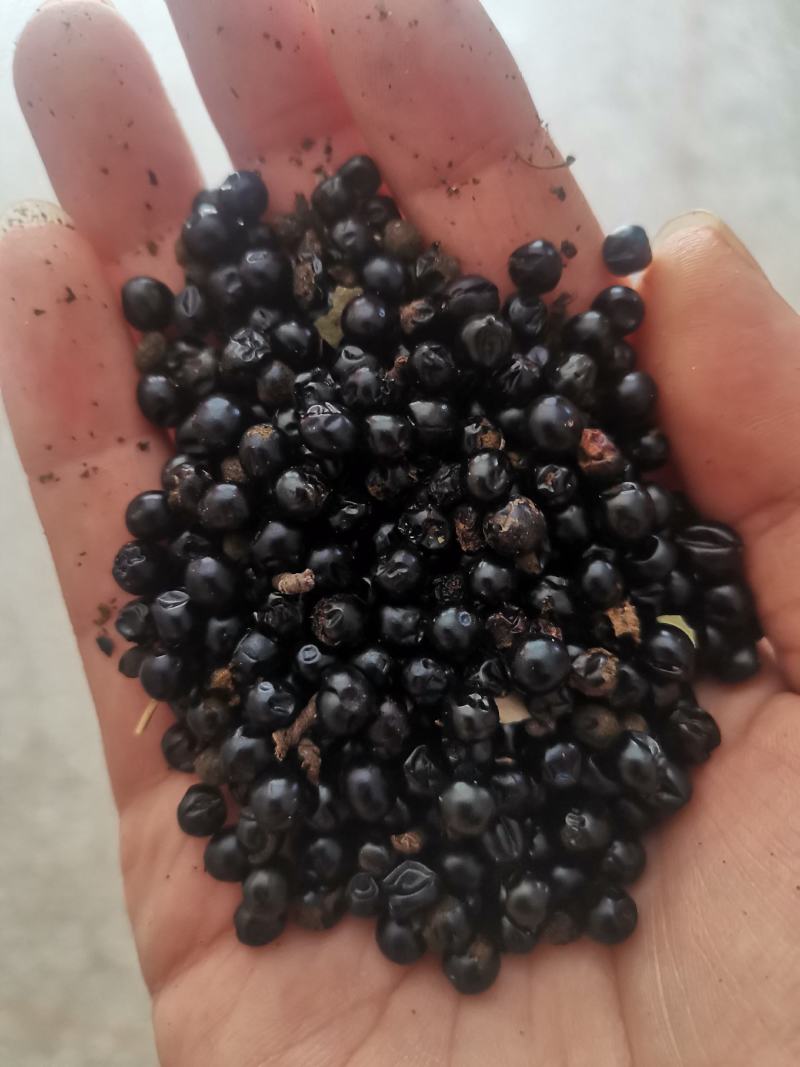 射干种子优选货提供种植技术保证芽率一件代发