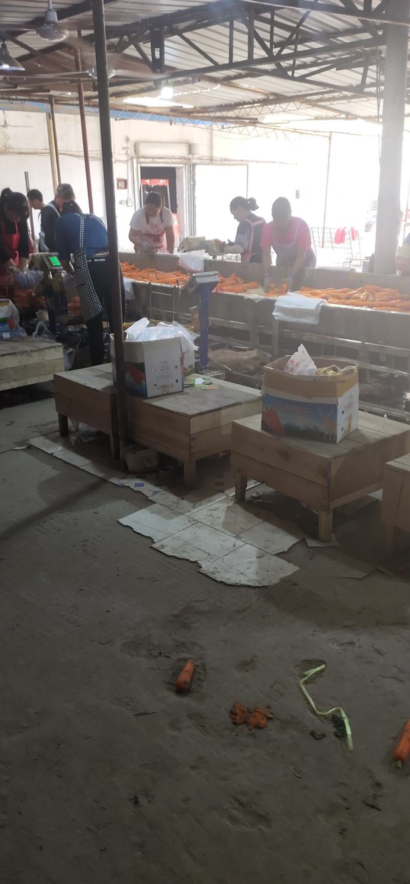 (精品)三红胡萝卜水洗土货电商市场超市档口支持各种规