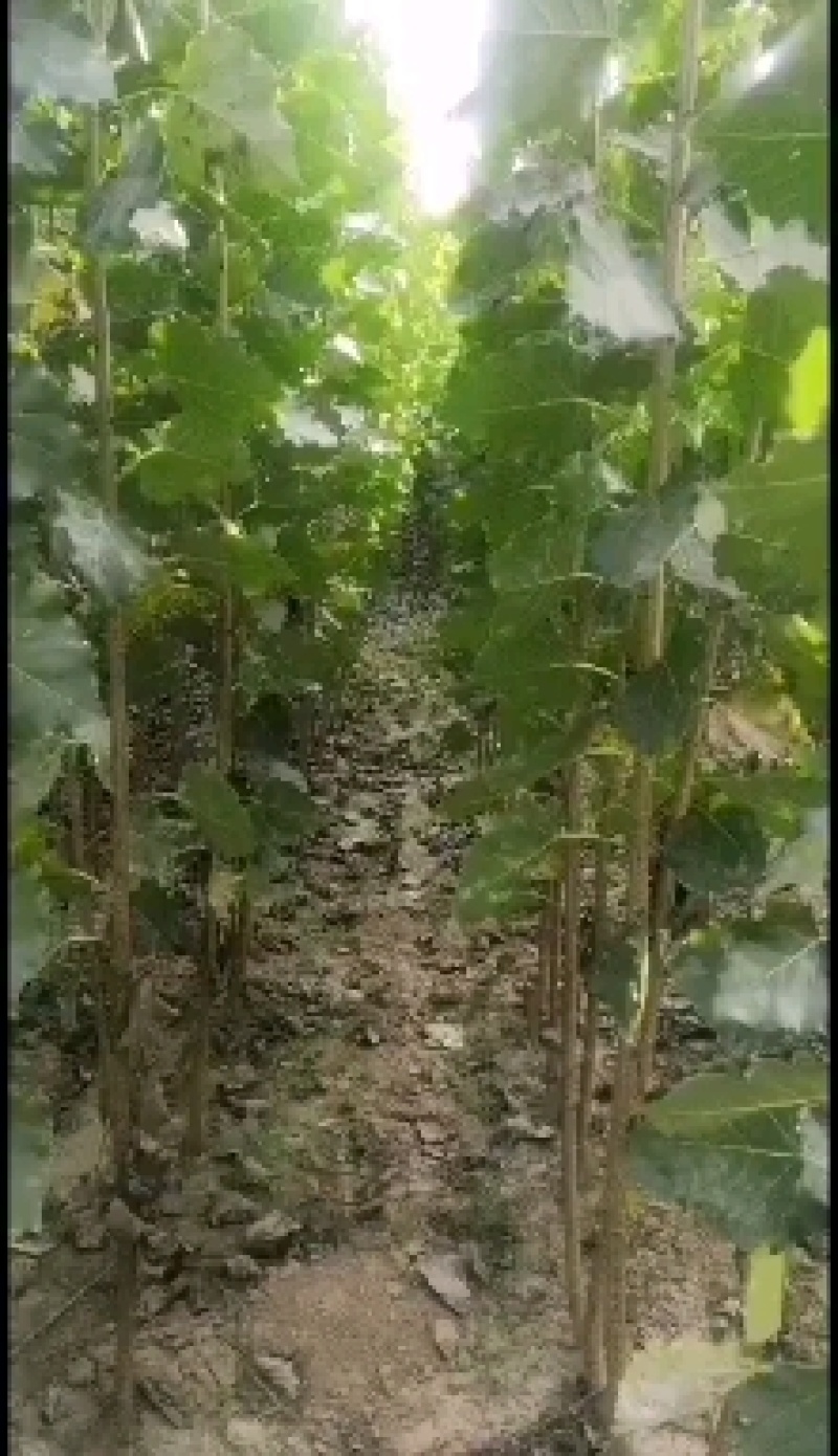 杨树苗/杨树苗价格/杨树苗直销，杨树苗产地批发价格