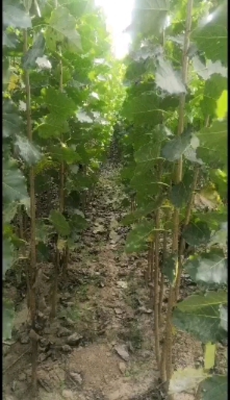杨树苗/杨树苗价格/杨树苗直销，杨树苗产地批发价格