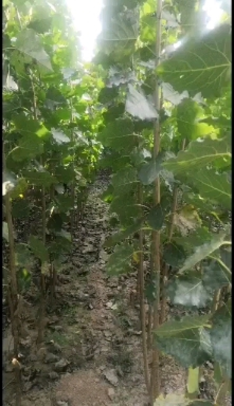 杨树苗/杨树苗价格/杨树苗直销，杨树苗产地批发价格
