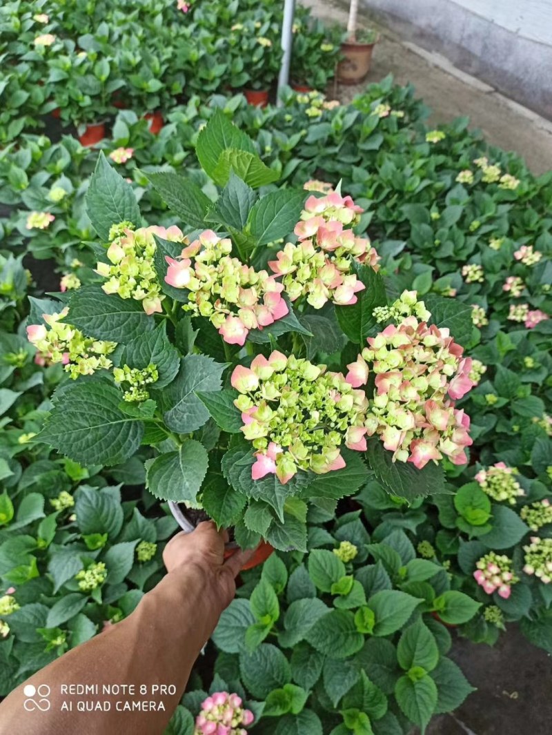 绣球，无尽夏绣球，山东绣球，绣球基地，绣球批发