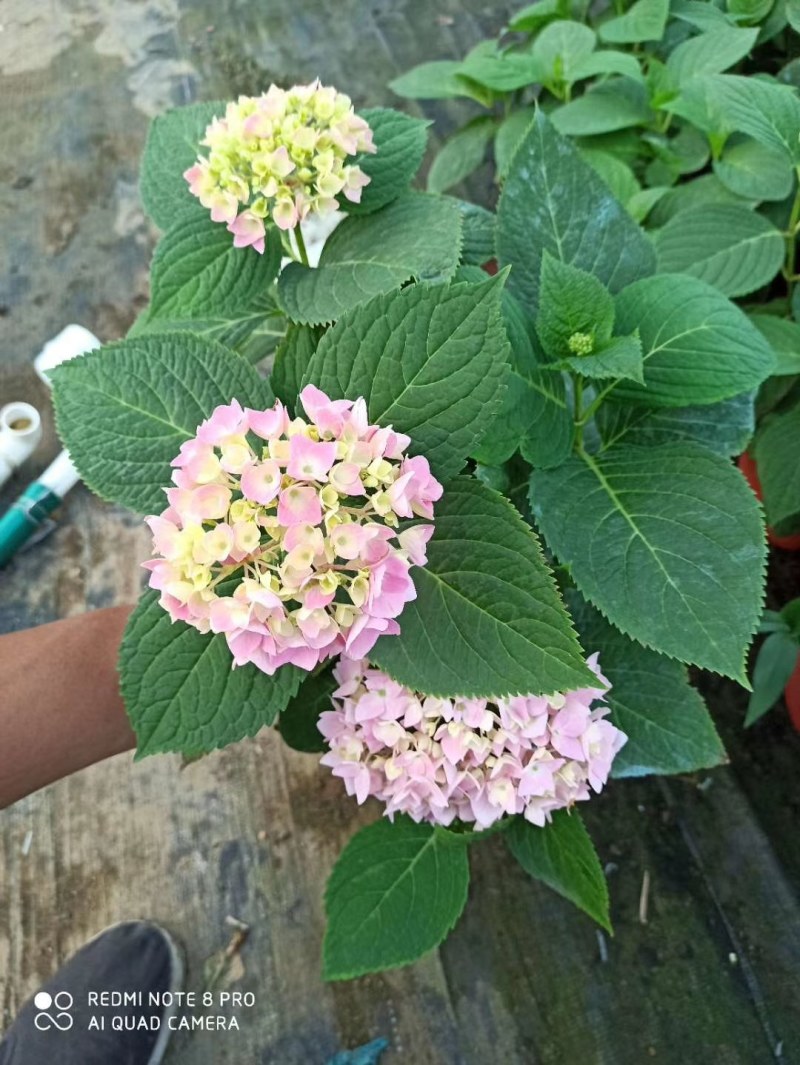 绣球，无尽夏绣球，山东绣球，绣球基地，绣球批发