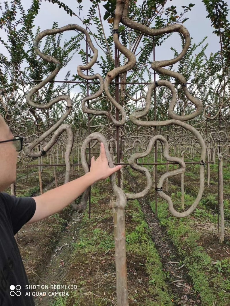 紫薇造型腾地处理紫薇六角亭紫薇牌坊紫薇中国结