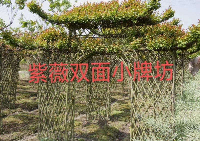 紫薇造型腾地处理紫薇六角亭紫薇牌坊紫薇中国结