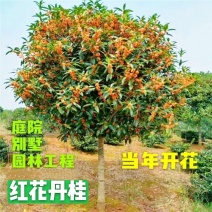 桂花树丹桂状元红红桂金桂八月桂黄金桂花树批发