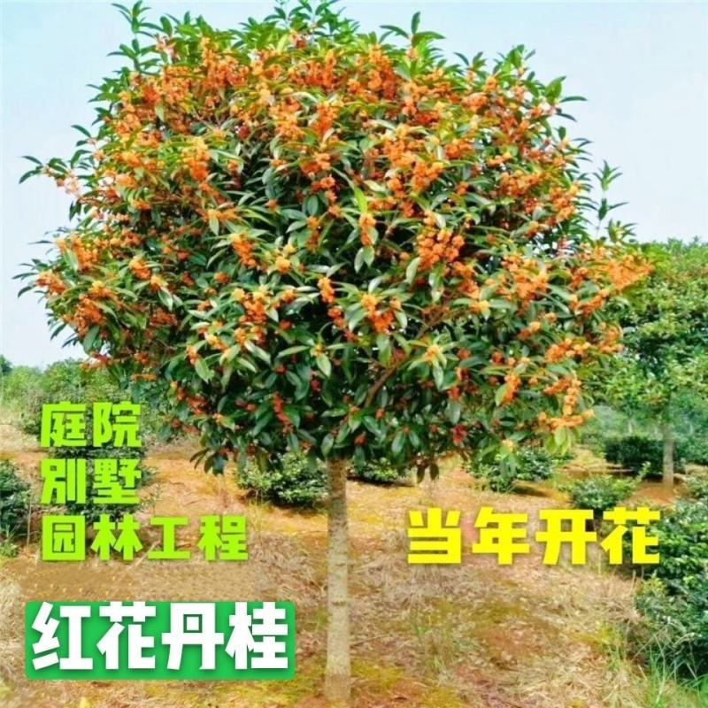 桂花树丹桂状元红红桂金桂八月桂黄金桂花树批发