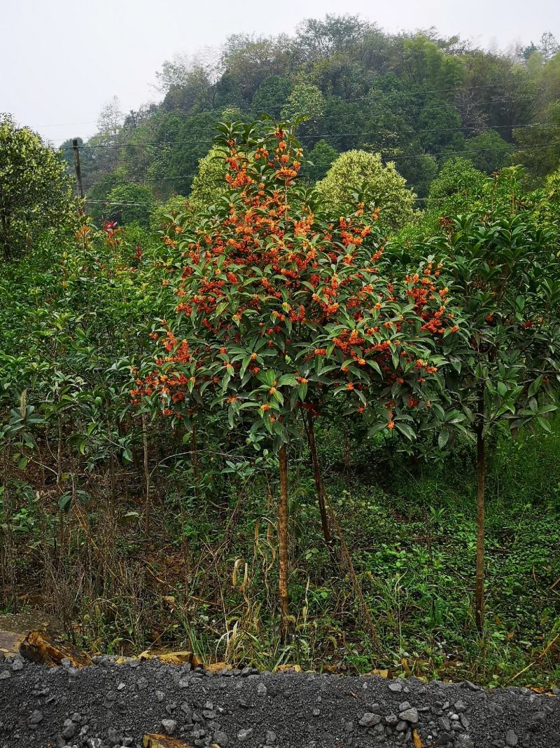 桂花树丹桂状元红红桂金桂八月桂黄金桂花树批发