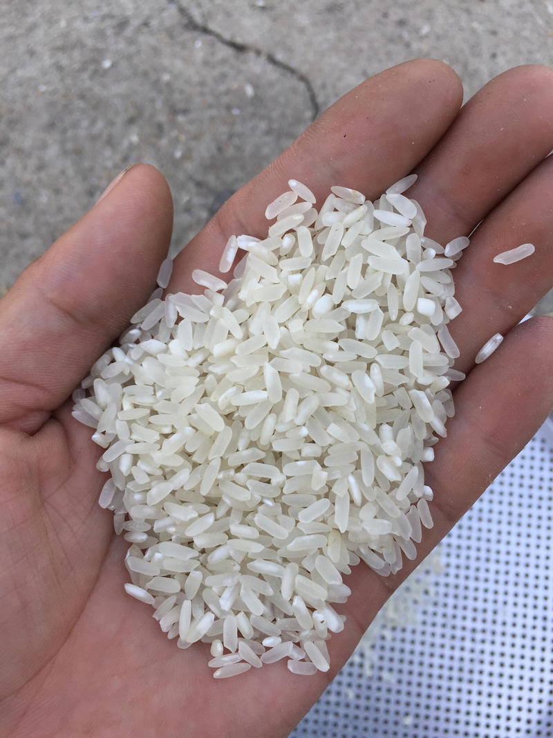 丰两优长粒优质杂交稻