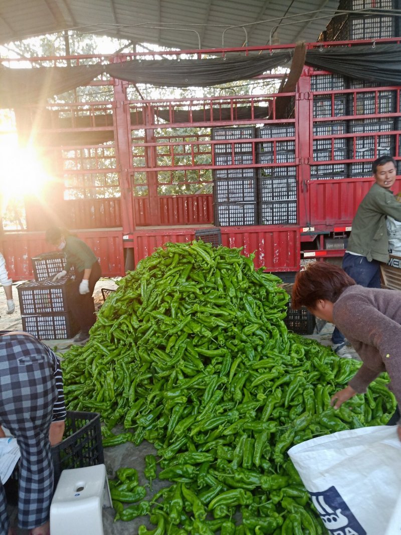 河南省商丘夏邑301鲜辣椒，线椒各种包装箱专用箱一站式