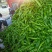 河南省商丘夏邑301鲜辣椒，线椒各种包装箱专用箱一站式