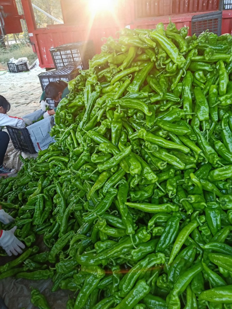 河南省商丘夏邑301鲜辣椒，线椒各种包装箱专用箱一站式
