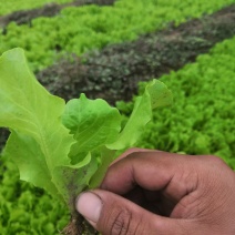 精品意大利生菜苗，适合露地大棚