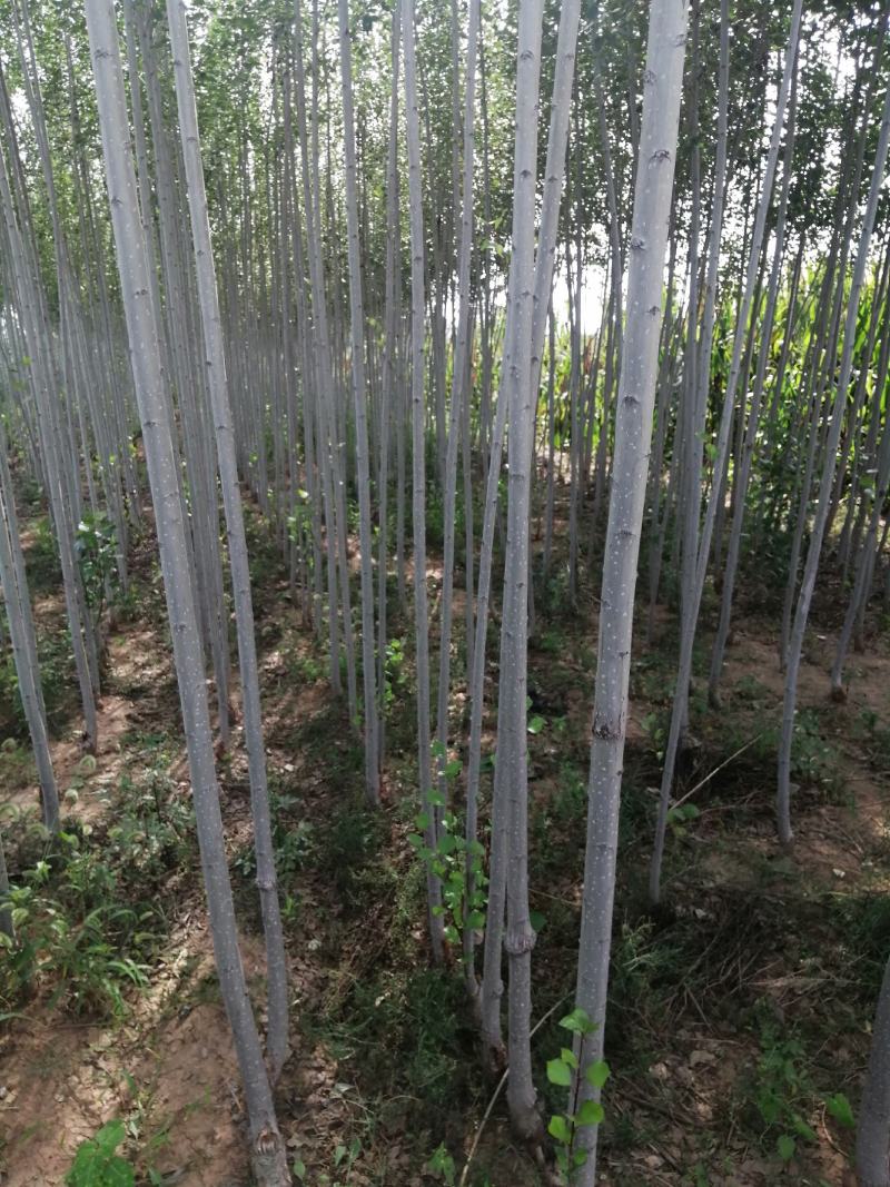 2020年秋季苗木批发出售，量大优惠