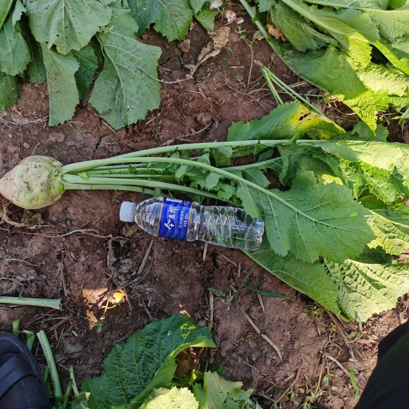 芥菜头一手货源诚信经营品质保障，产地直销，欢迎来电
