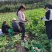 芥菜头一手货源诚信经营品质保障，产地直销，欢迎来电
