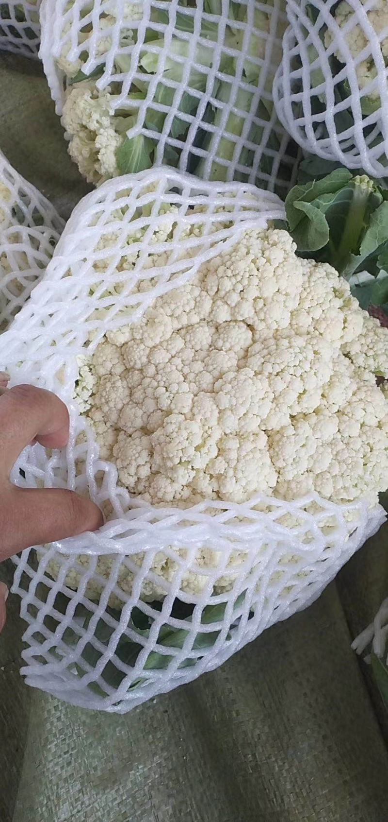 常年代收宁夏青梗散花菜花有机花80天