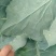 精品有机菜花一手货源量大从优