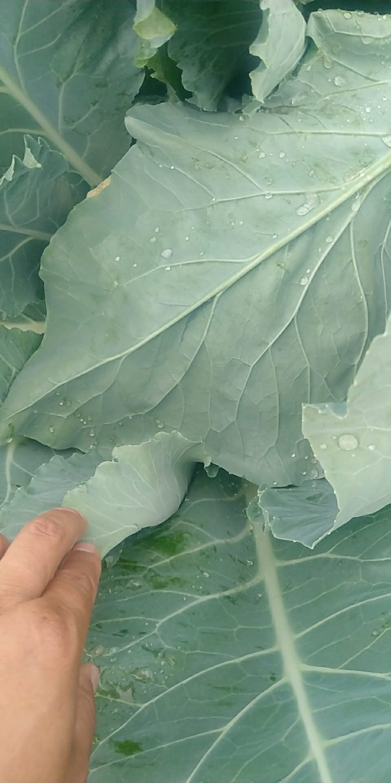 精品有机菜花一手货源量大从优