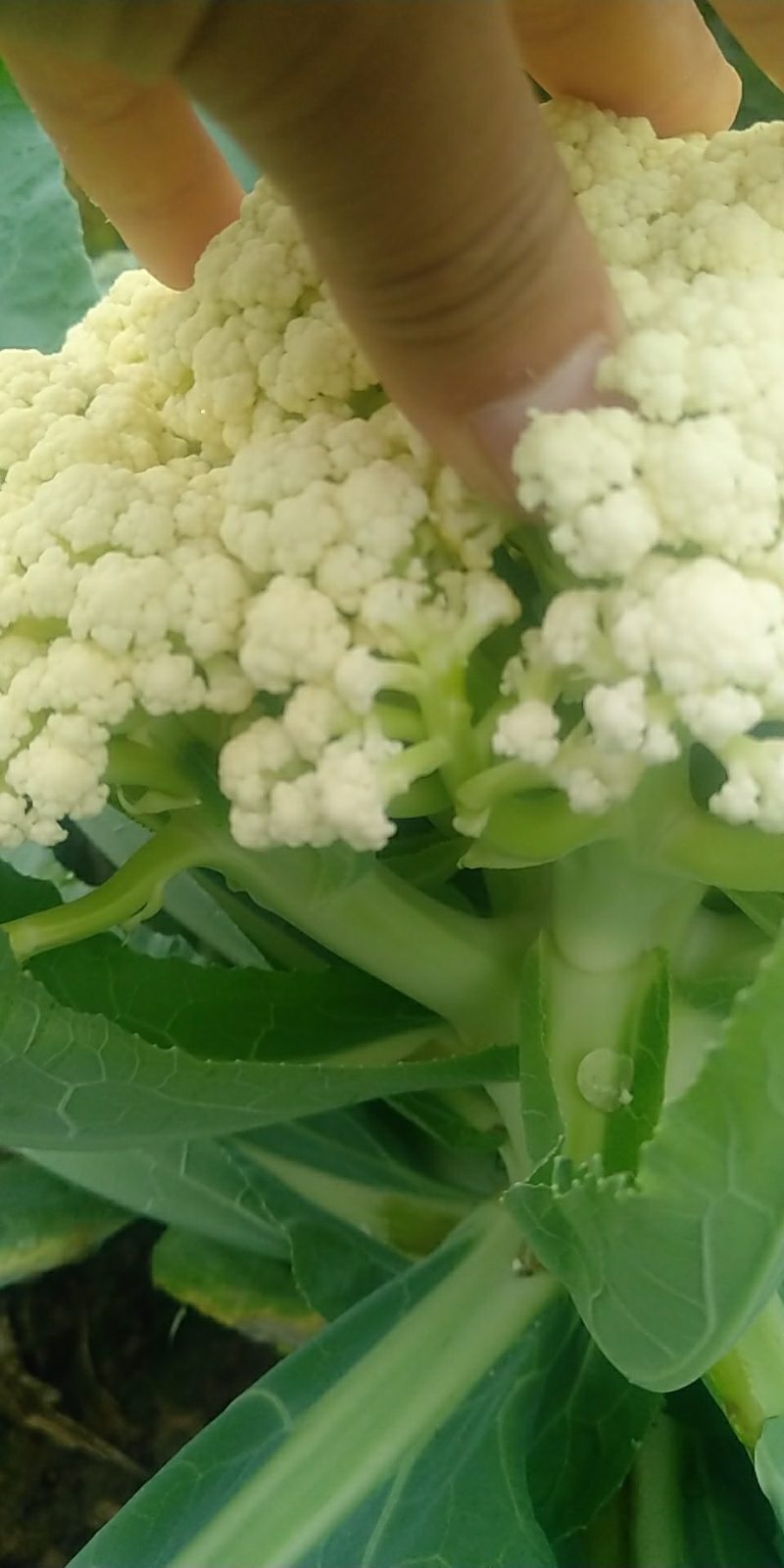 精品有机菜花一手货源量大从优