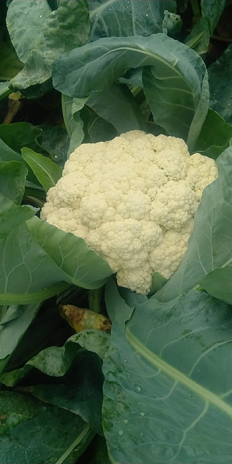 精品有机菜花一手货源量大从优