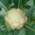 精品有机菜花一手货源量大从优