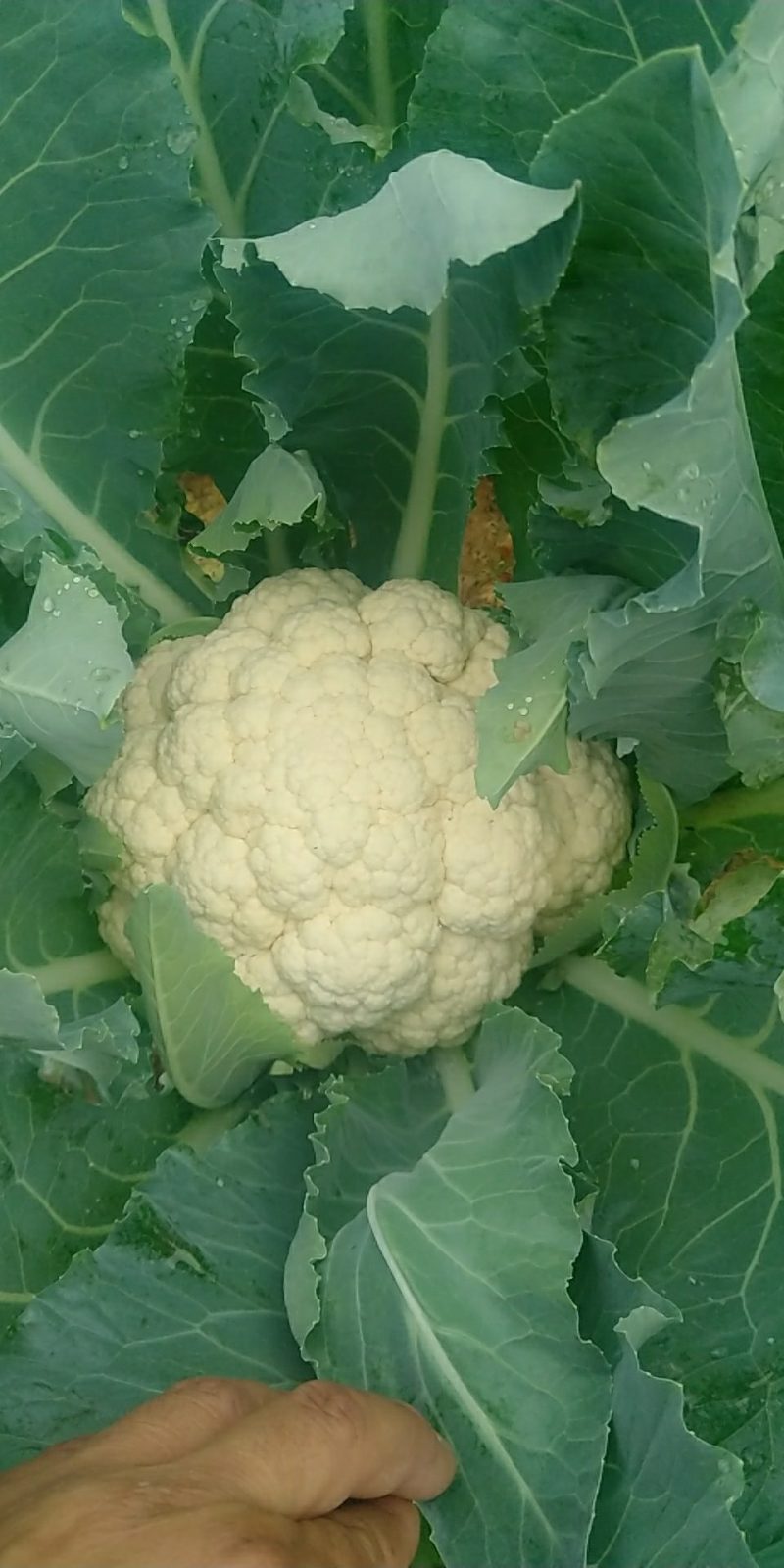 精品有机菜花一手货源量大从优