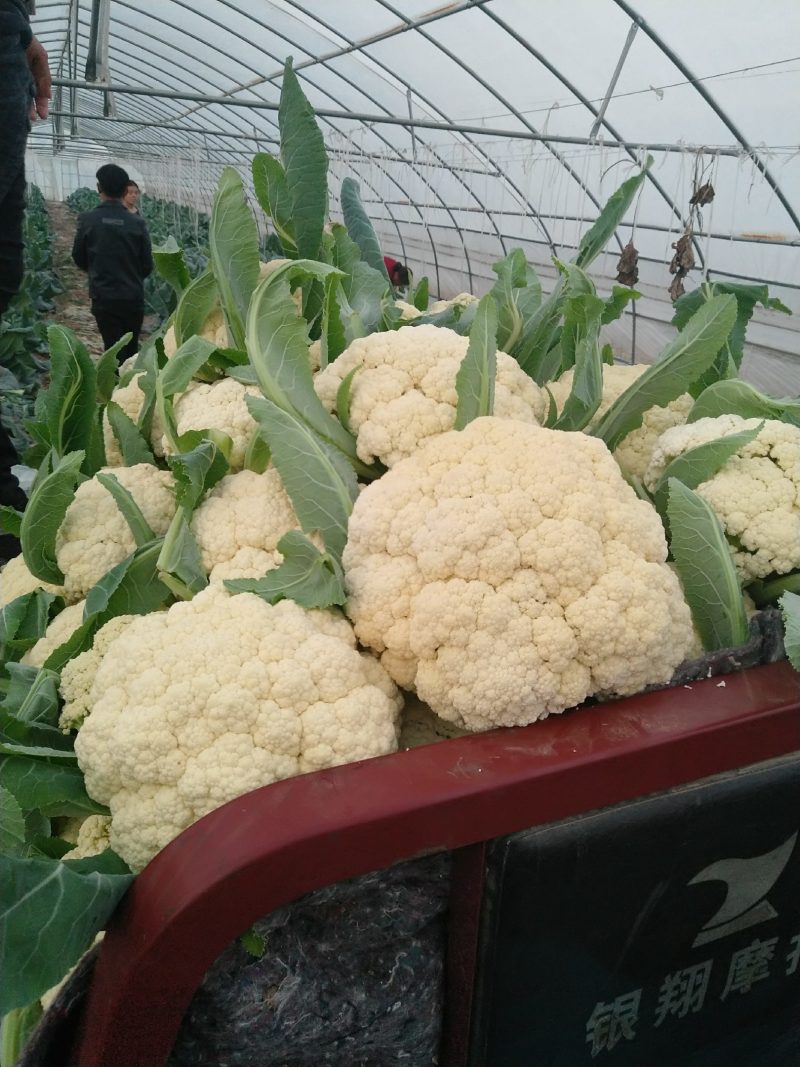 精品有机菜花一手货源量大从优