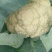 精品有机菜花一手货源量大从优