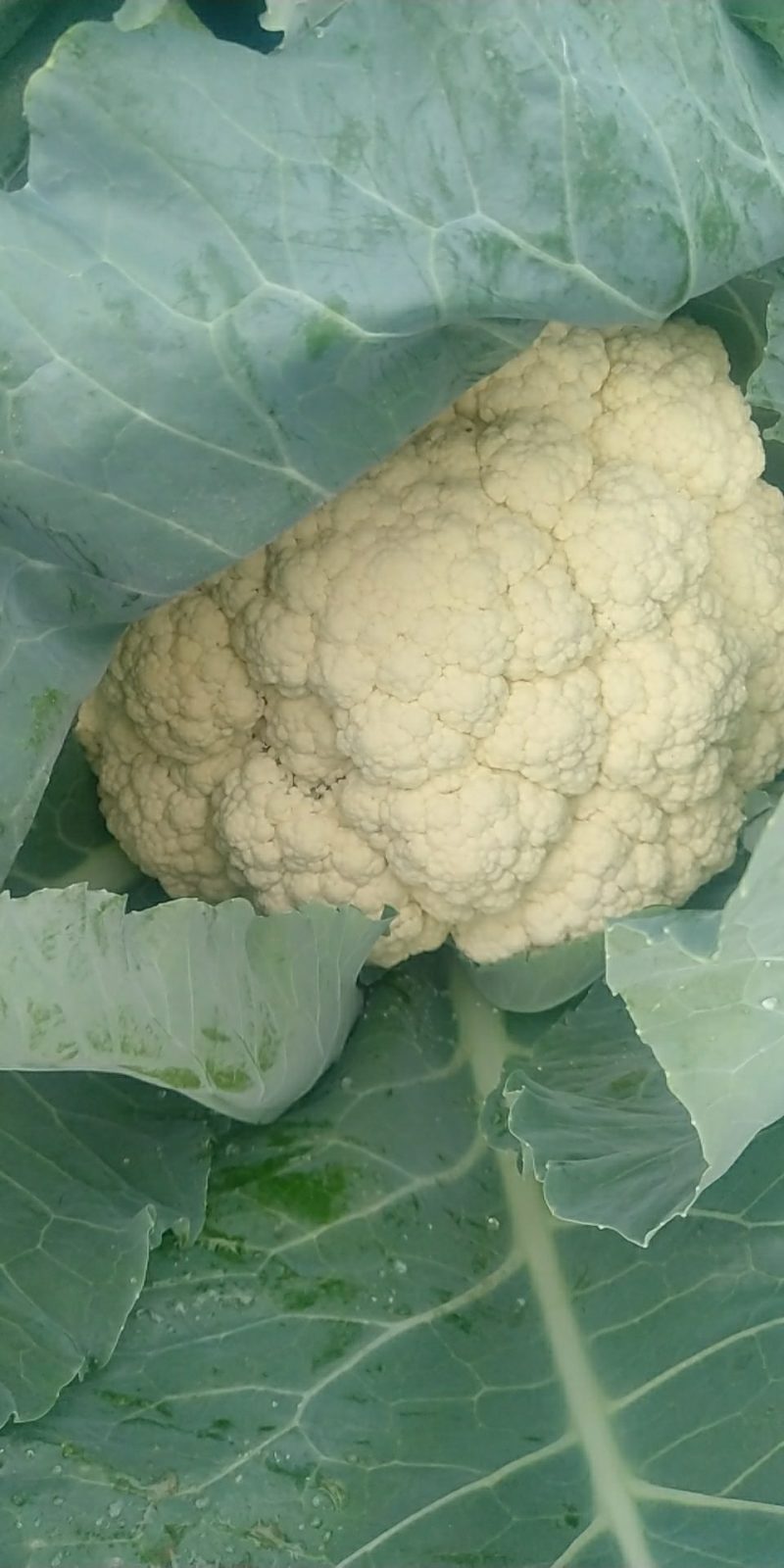 精品有机菜花一手货源量大从优