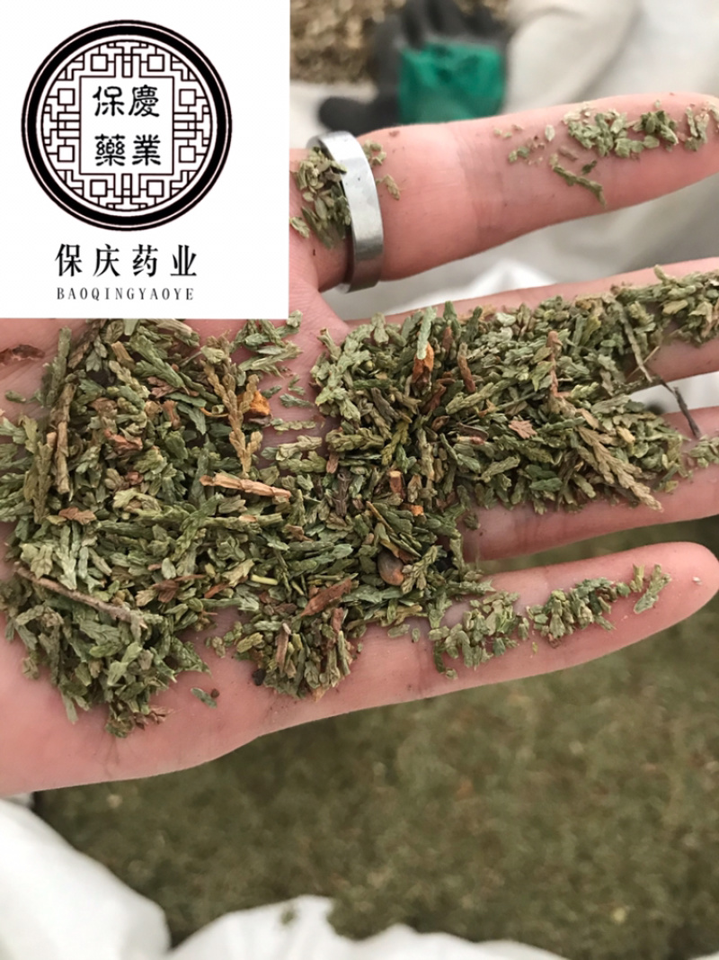 侧柏叶颜色青无杂质过筛货保庆药业发货如图