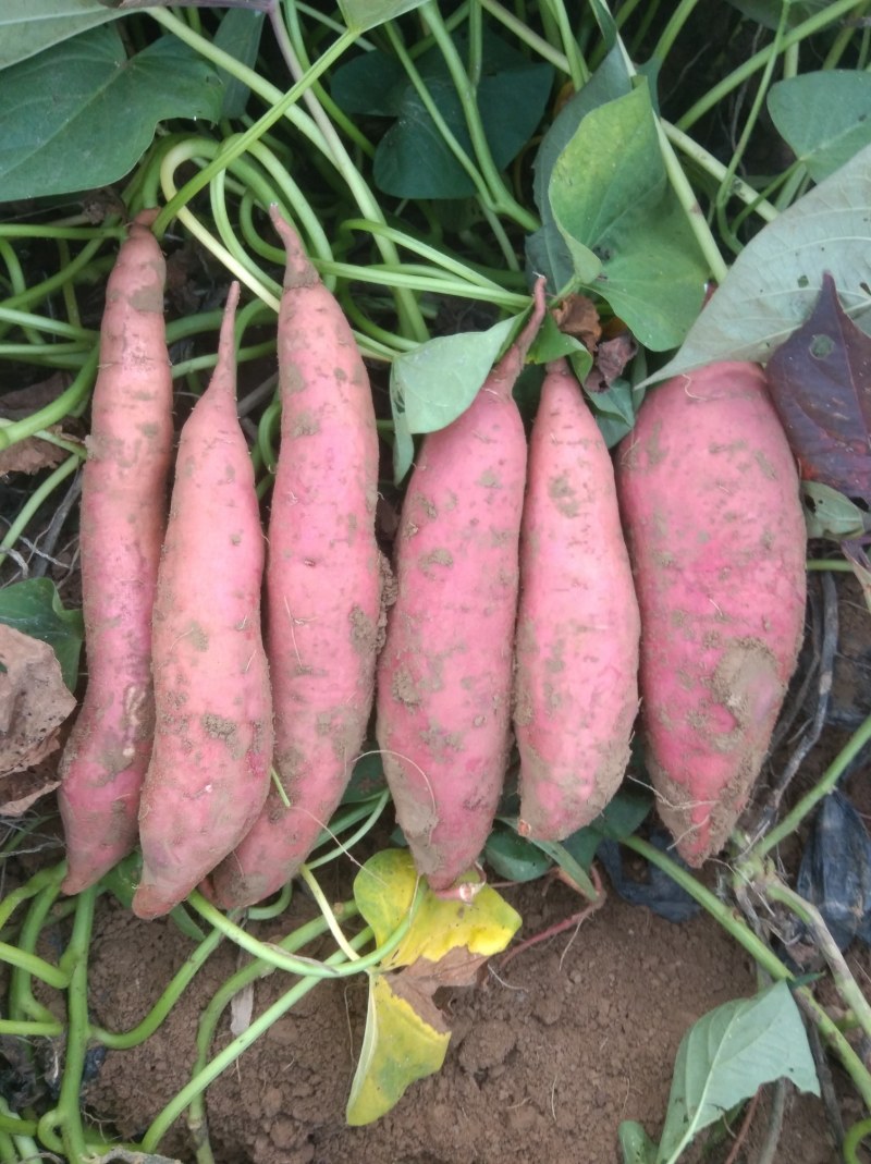 西瓜红红薯保证质量价格便宜