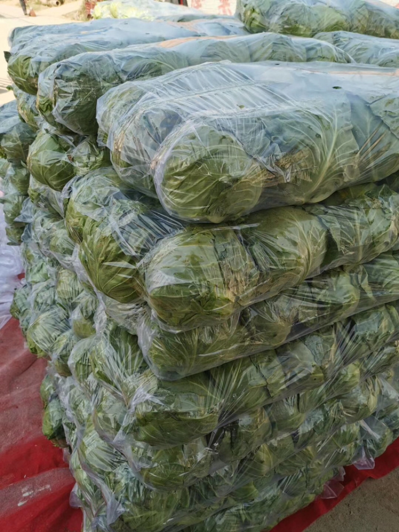 大量精品包菜上市中，量大质优，价格便宜，质量保证