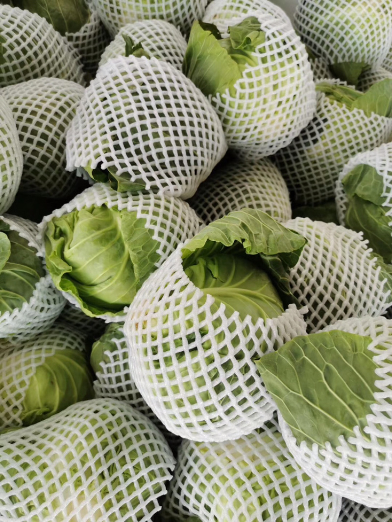 大量精品包菜上市中，量大质优，价格便宜，质量保证
