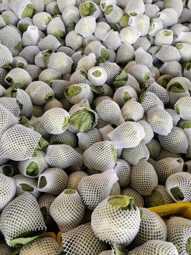 大量精品包菜上市中，量大质优，价格便宜，质量保证